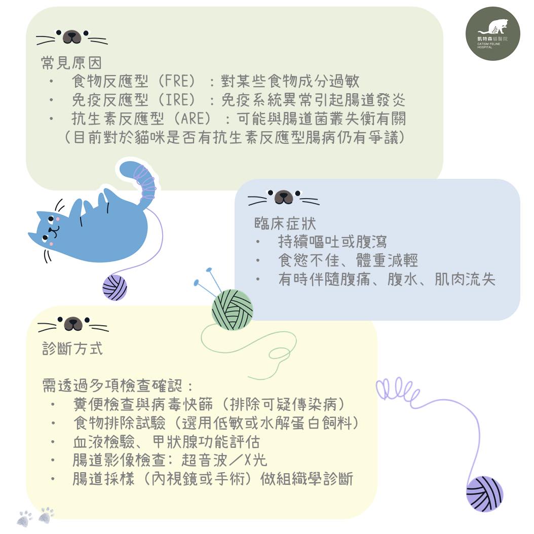 貓的慢性炎症性腸病-林彥仲 獸醫
