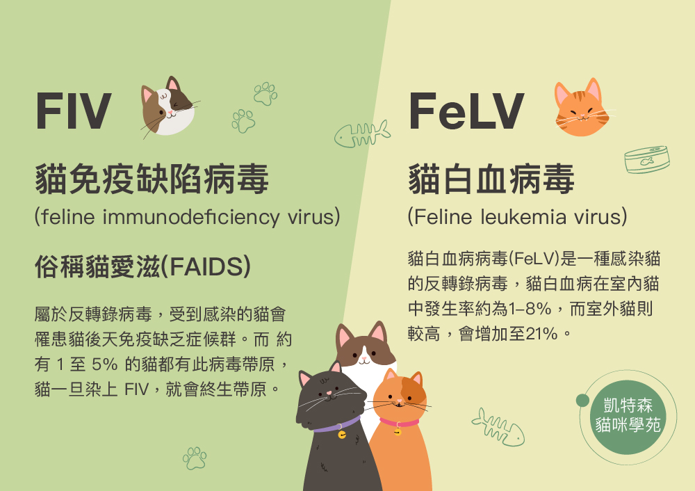 貓免疫缺陷病毒(簡稱:FIV) & 貓白血病毒 (簡稱:FeLV)