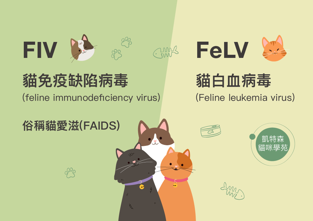 貓免疫缺陷病毒(簡稱:FIV) & 貓白血病毒 (簡稱:FeLV)