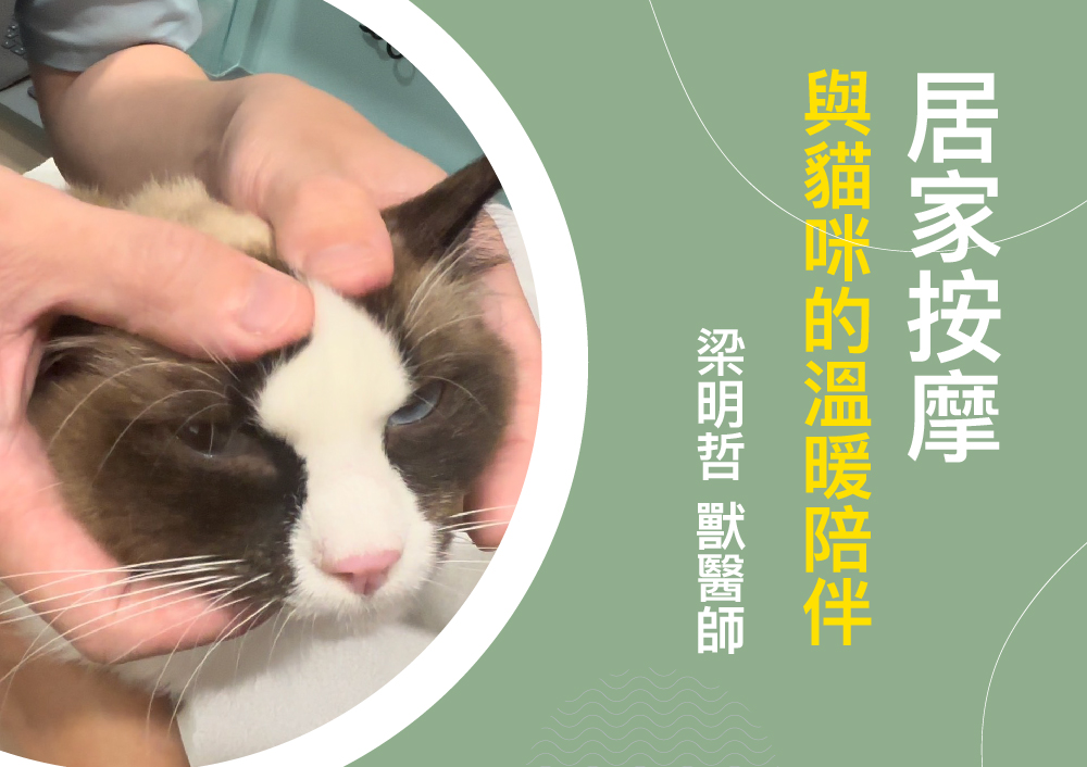 居家按摩: 與貓咪的溫暖陪伴-梁明哲 獸醫師
