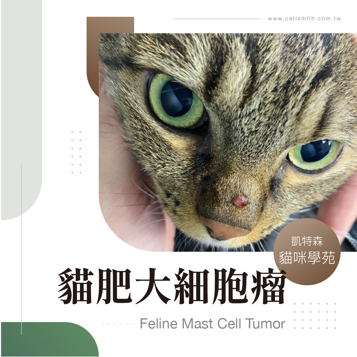 貓肥大細胞瘤 (Feline Mast Cell Tumor)