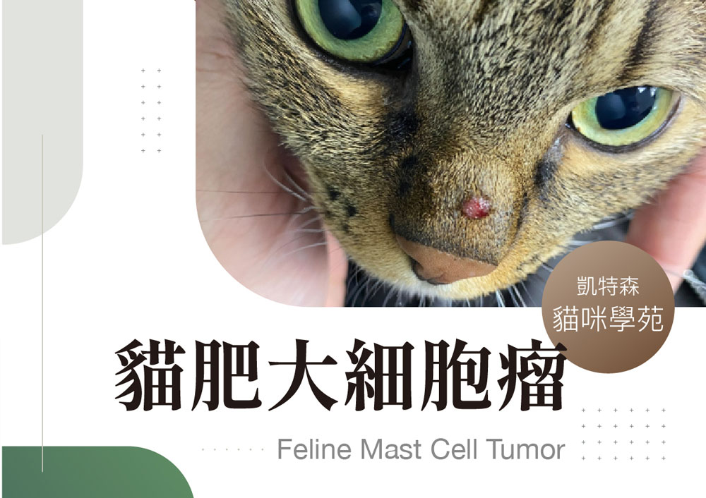 貓肥大細胞瘤 (Feline Mast Cell Tumor)